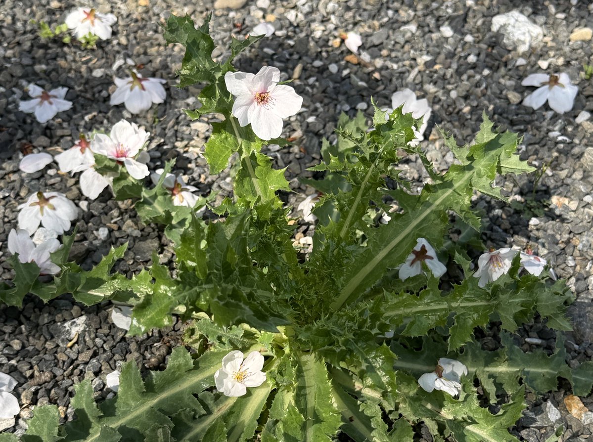 ⋆˚࿔ tweet media