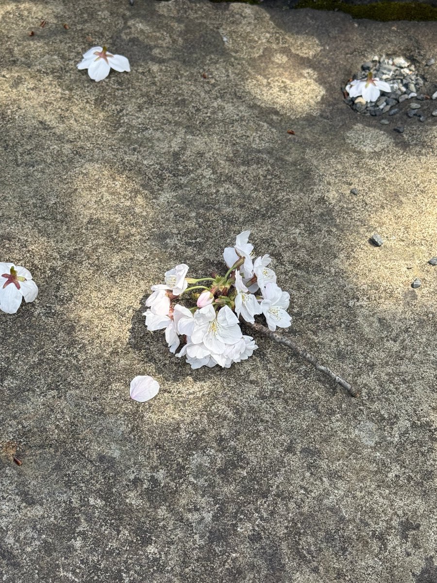 ⋆˚࿔ tweet media