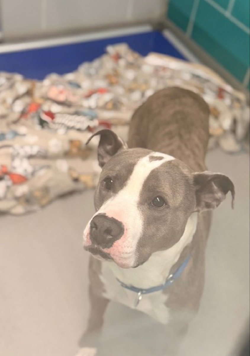 MorgFairsdogs's tweet image. Clever 250243
Relisted TBK 4/9
#NYCACC #RescueOnly 
He is a handsome 3 yr old
Will only approach &amp;amp; interact with select staff 
Highly fearful in care 
Very affectionate once he trusts you
Save Clever!
nycacc.app/browse/250243
#Pledge4Rescue #foster #adopt