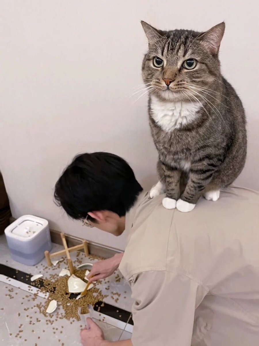 catshealdeprsn's tweet photo. You're the one cleaning up.  
I'm the one keeping watch. https://t.co/mHReXdYcqB