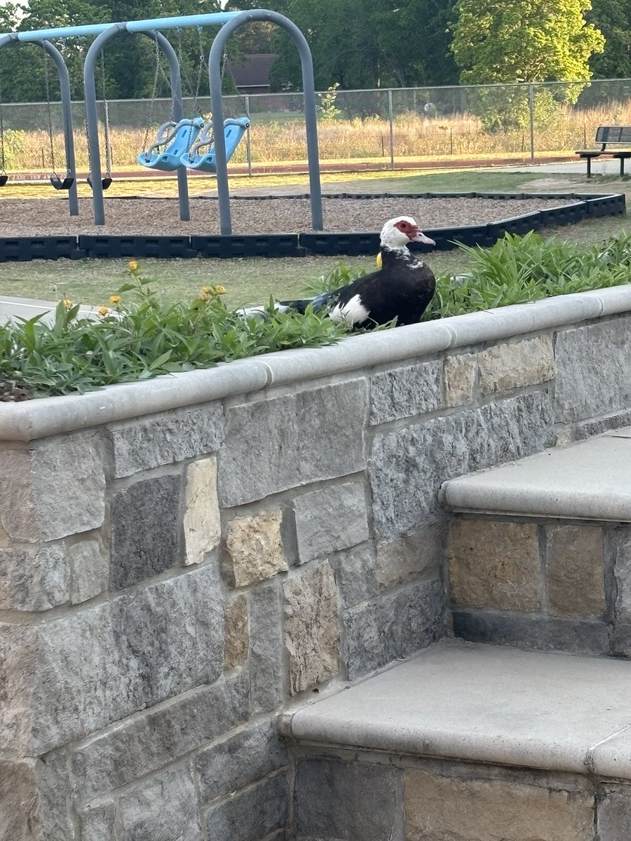 Officer Eric, its that time of year again! <a href="/OLE_Leopards/">Leonard Elementary</a> #oleleopards #QUACKQUACK