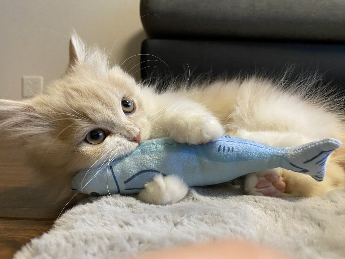 ビジュ tweet media