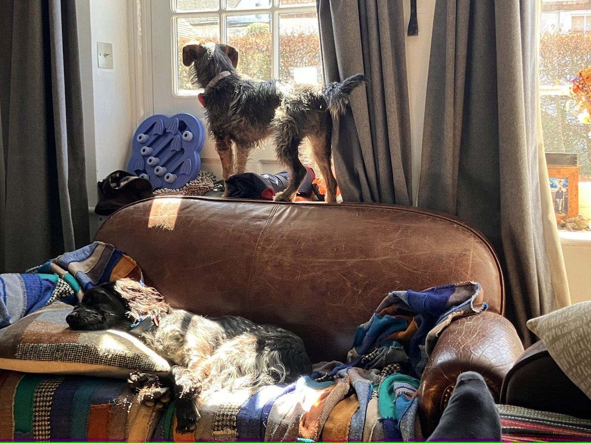 Eli & PiperSprocks Anipals tweet media