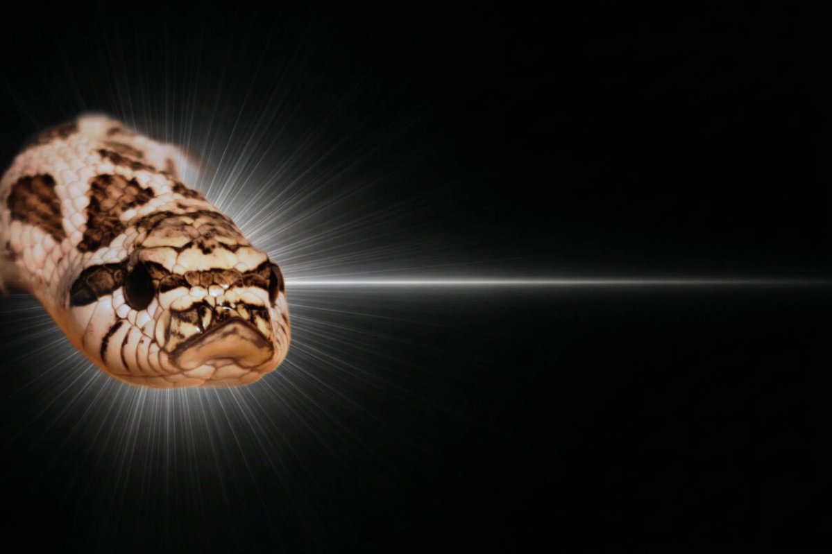 ネコ軍曹R© tweet media