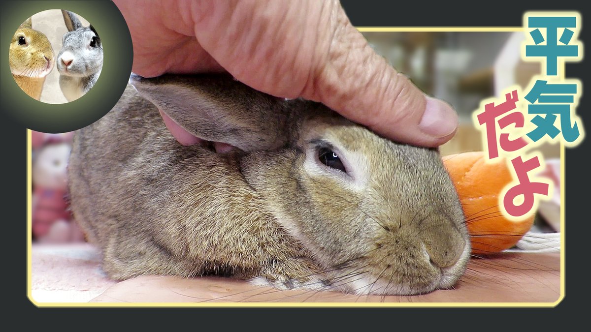 DragonFantasyV's tweet image. クシクシも、もう平気…。　⌒(╹ x ╹)⌒ 
youtu.be/MjWrW2OMGw8?si… 
#ちゃび #Chabby #ウサギのだいだい #アスカ先輩 #うさぎ #DOVASYNDROME