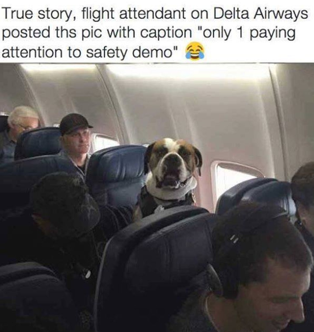 The Dalbo Dog tweet media