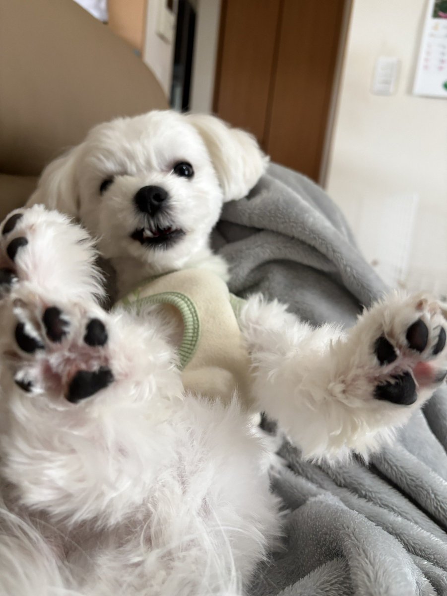noa_the_dog's tweet photo. Can We Go Back https://t.co/CMkiIcHaGp
