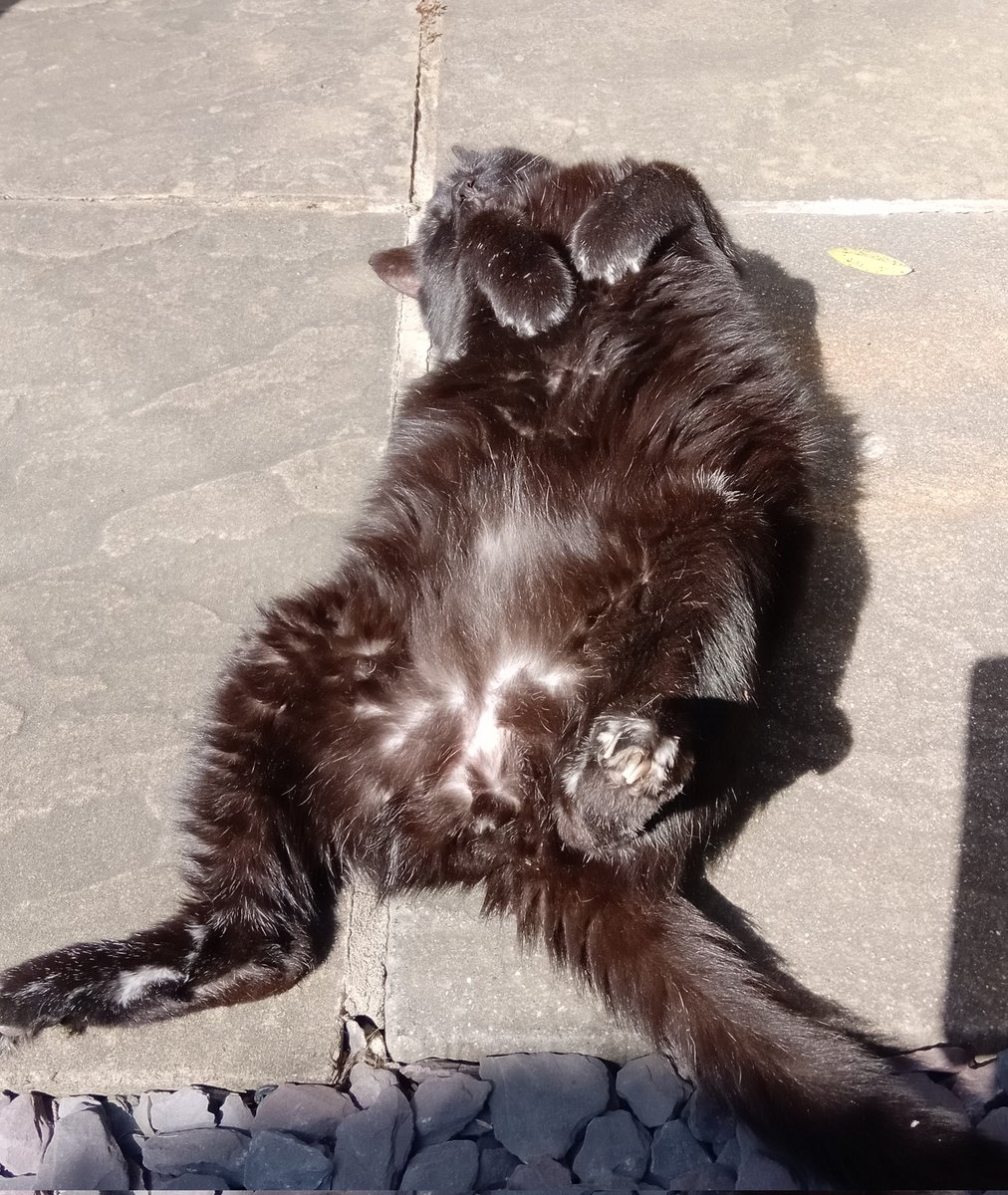NigelSommelier's tweet image. Cask Marque duties done and good results all round for #beers and cellars. Bob 🐈‍⬛ was good as Gold at the vets. Has a slight infection in his back paw which we need to clean and monitor daily. He's now sunning his gentleman's ware 🙄 And of course, it's Beer O'Clock. Cheers 🍻
