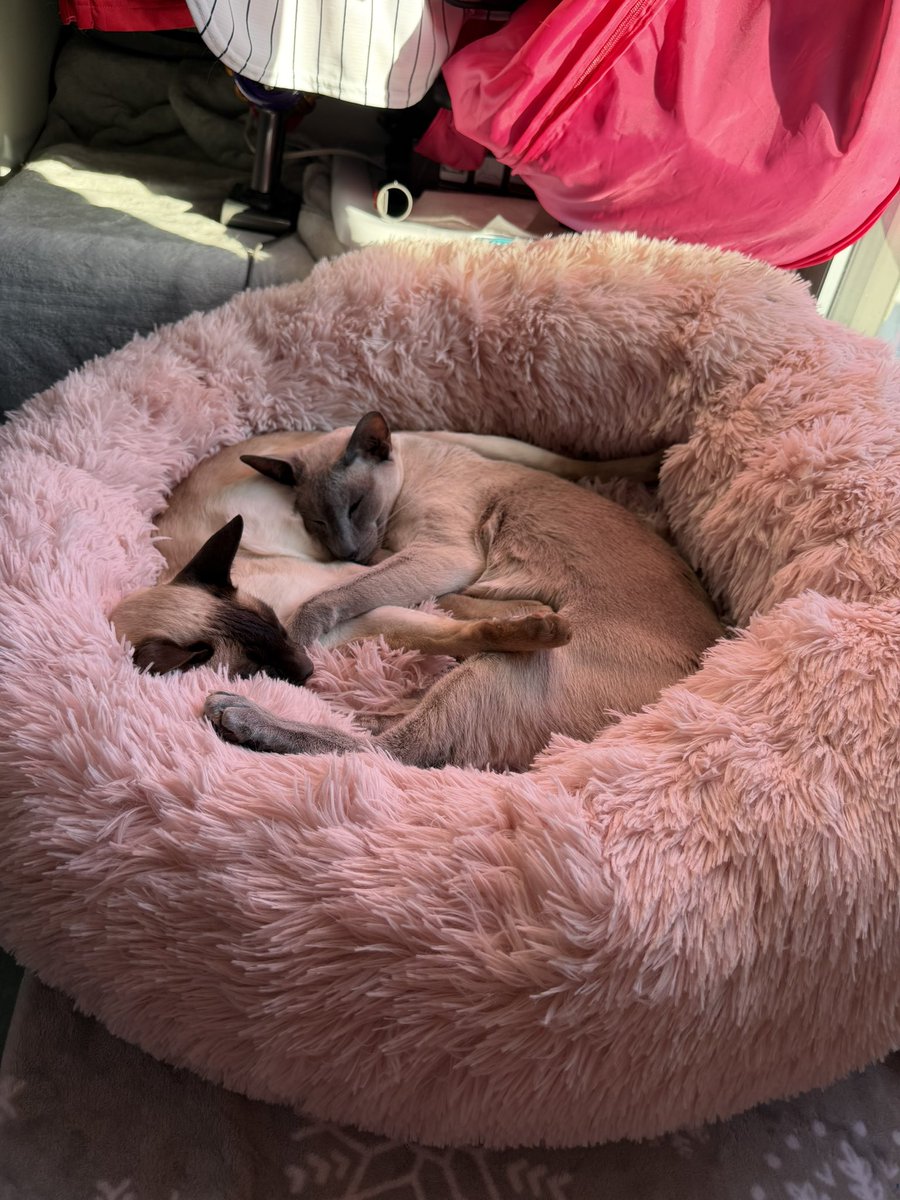 ThreeAmigos tweet media