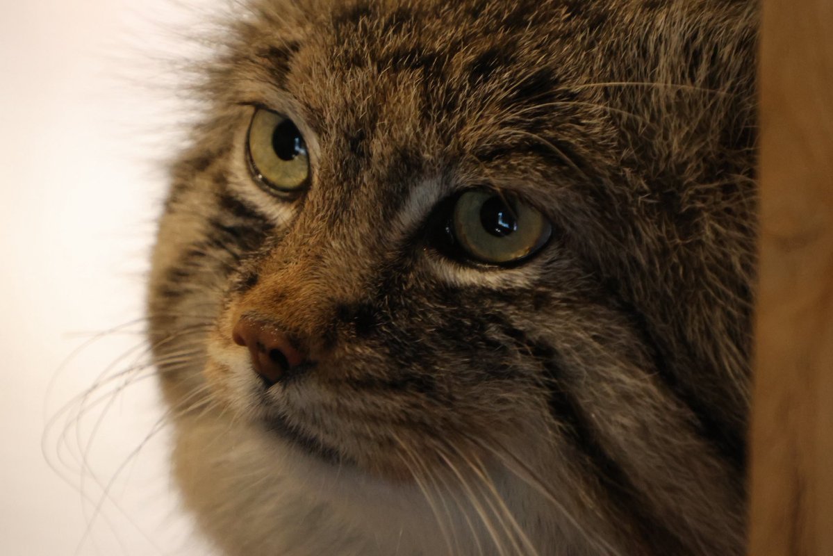 あっぴ tweet media