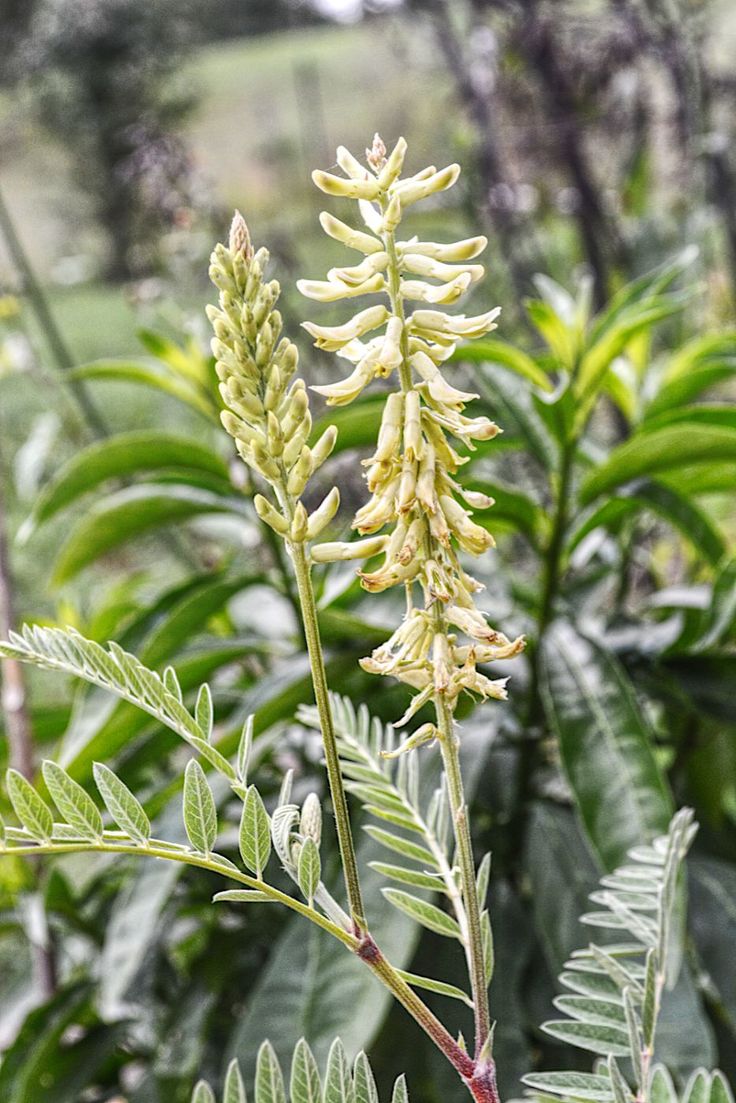 LUVIORIA's tweet image. An endemic species found only in the steppes of Eskişehir, Türkiye: Astragalus aytatchii.

​A member of the Fabaceae family,this species thrives exclusively in marly steppe soils.Due to its extremely limited range,it is classified as Critically Endangered (CR).

#nature  #endemic