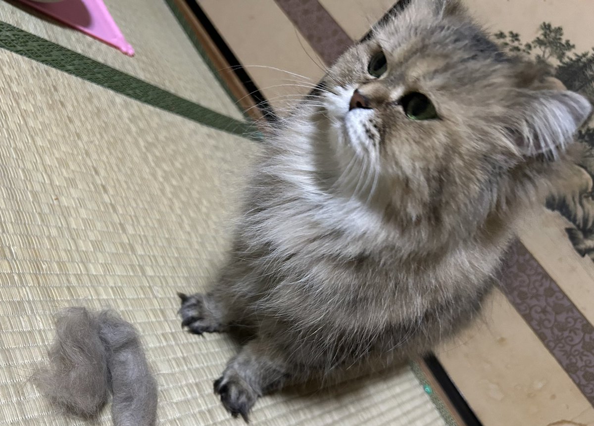 春ですねー🌸
今日のおけけとぎのツナちゃんの毛たばもスゴイのーฅ( •ω• ฅ)