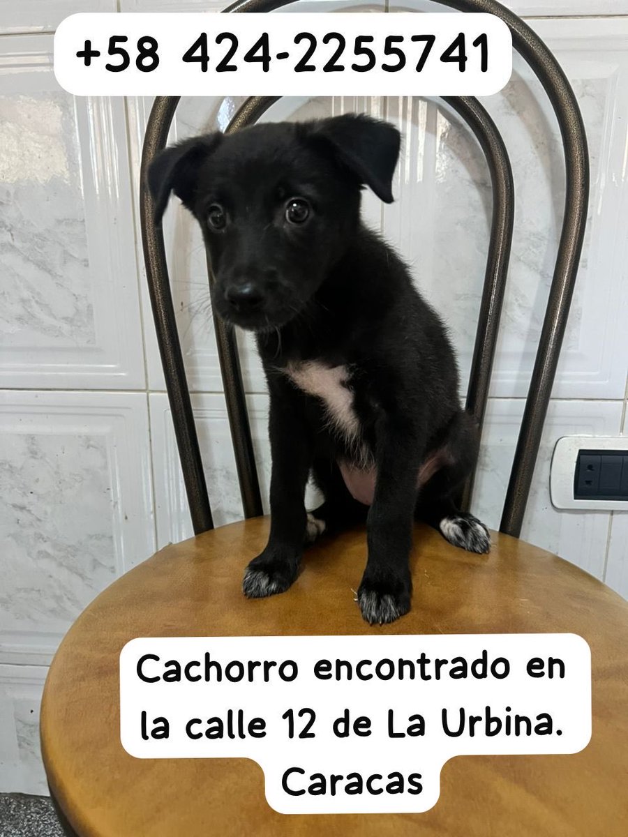 #Caracas
#LaUrbina

Este cachorrito apareció por la calle 12 de la Urbina.
Vamos a difundir chicos🙏🏻🐶
Gracias🇻🇪🫂🥰