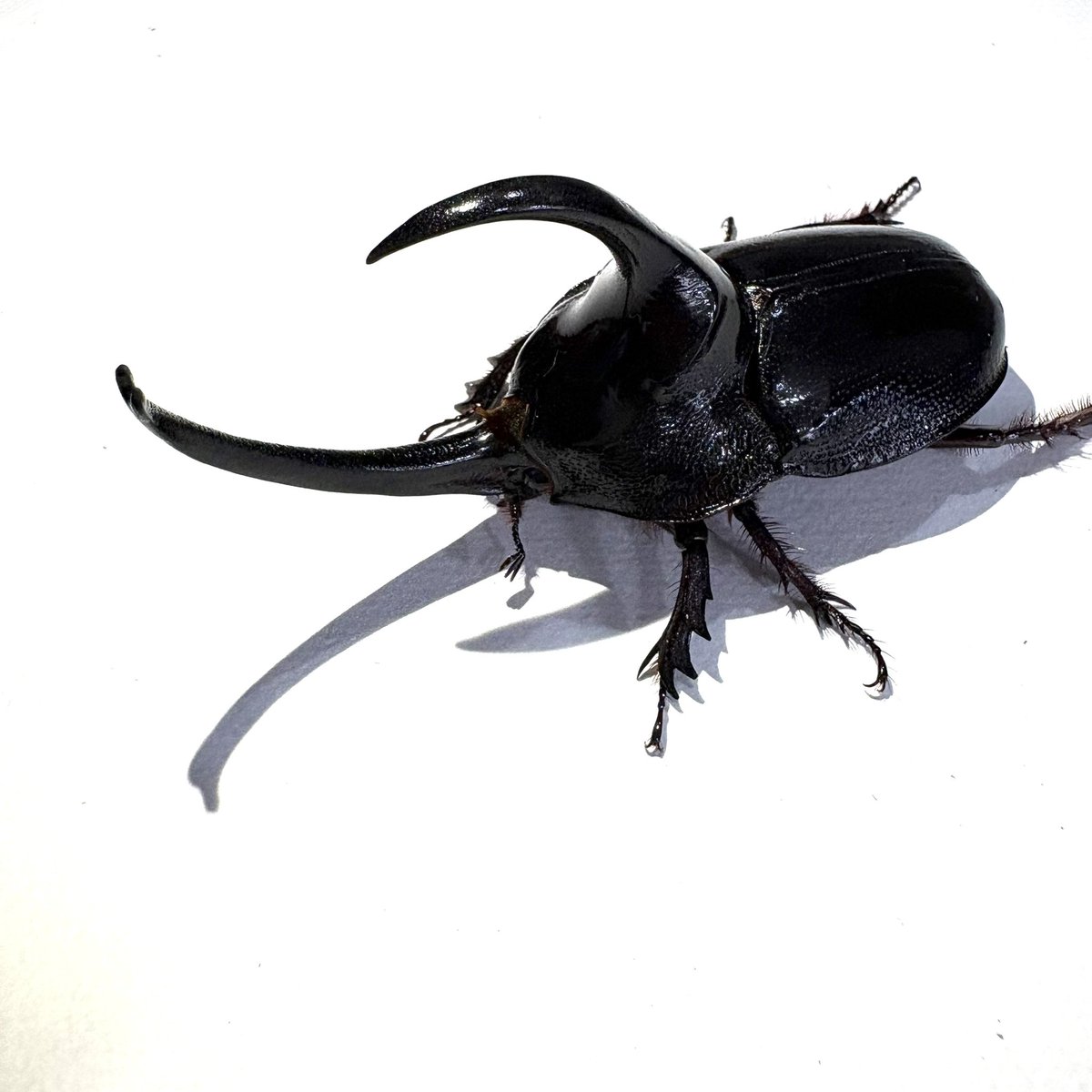 BOOM INSECT tweet media