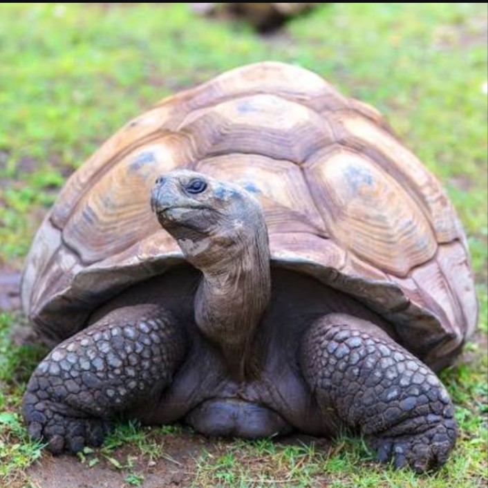 Abdul Azeez tweet media