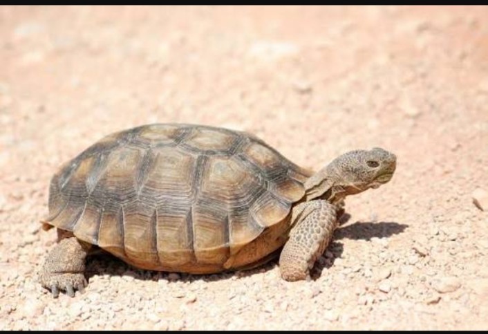 Abdul Azeez tweet media