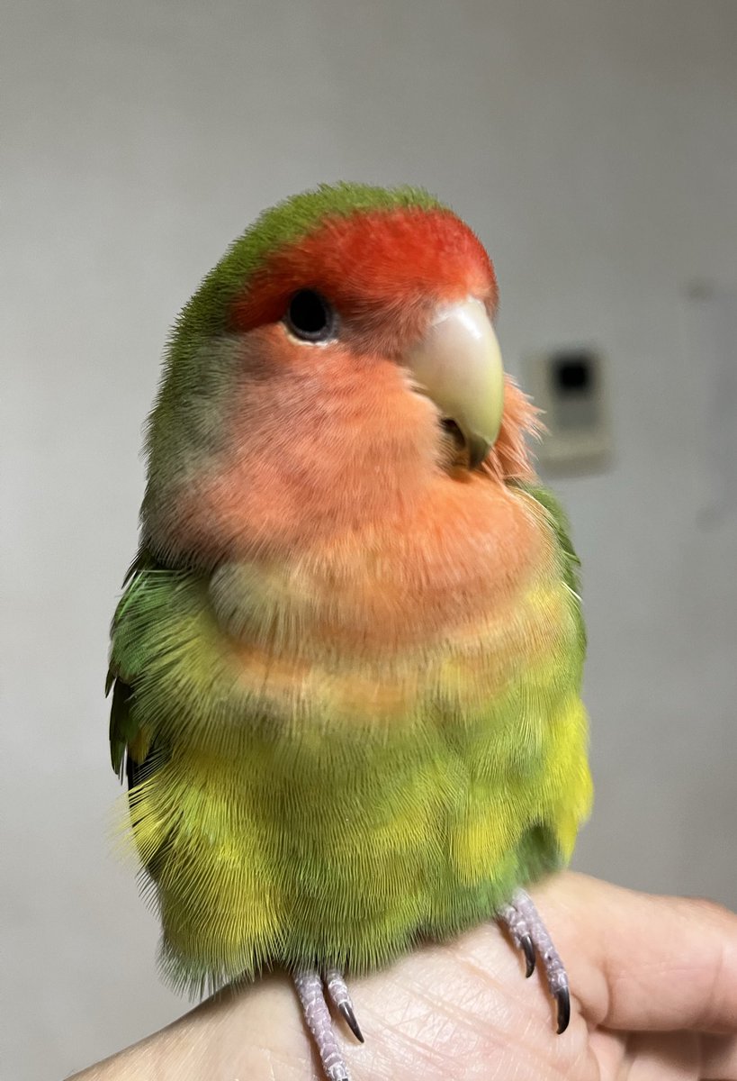 さぶです🐥

今日もこの形🐤ｶﾜｱｲ🫶

#コザクラインコ