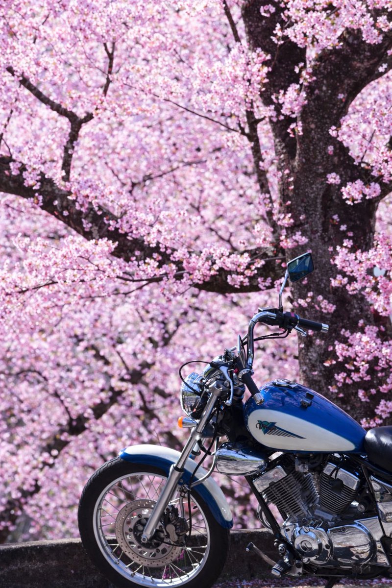 moto__kan's tweet photo. ちゃっぴーバカ加工Ver. https://t.co/wPmTa2AalS