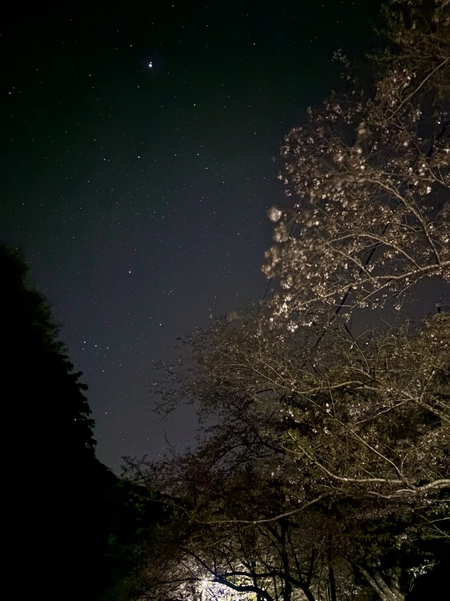 N1104S's tweet photo. 夜桜とロードスター。 https://t.co/stzcr1EVL7