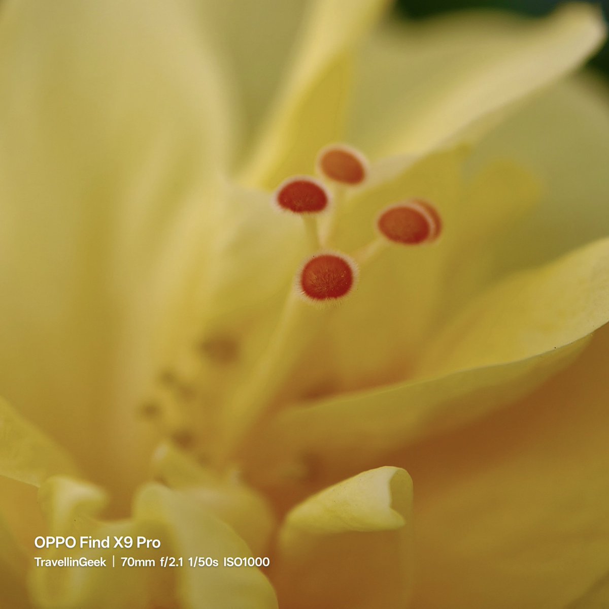 gauravh1's tweet image. Tiny Suns Inside a Flower 🌼
Ever noticed this hidden world?

#MacroMagic #NatureCloseUp #MobilePhotography #ShotOnOPPO