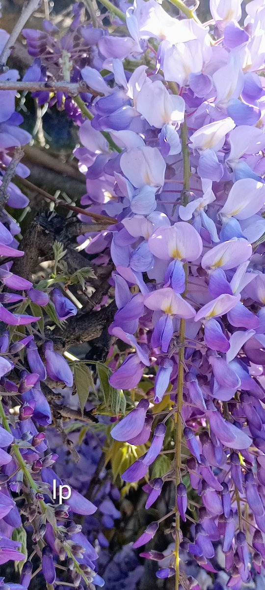 Laura Papa tweet media