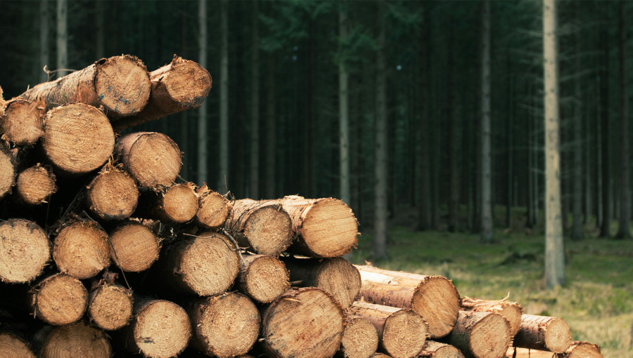 New Electrochemical Method Turns Wood Waste Into Fuel

Researchers have developed a groundbreaking electrochemical method to transform lignin, a notoriously resilient component of plant matter, into high-value chemicals and fuels. By utilizing a palladium-on-carbon catalyst and