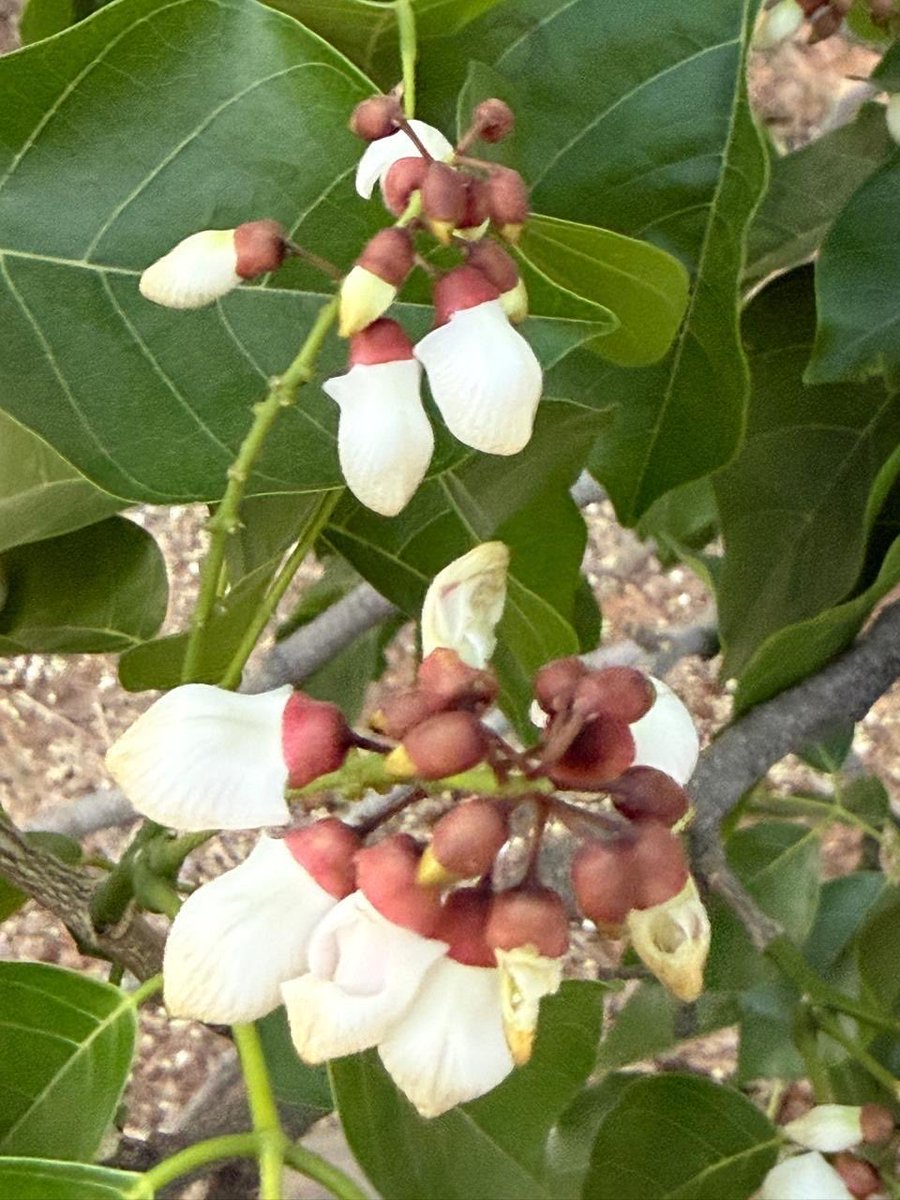 Rajendra Marathe tweet media