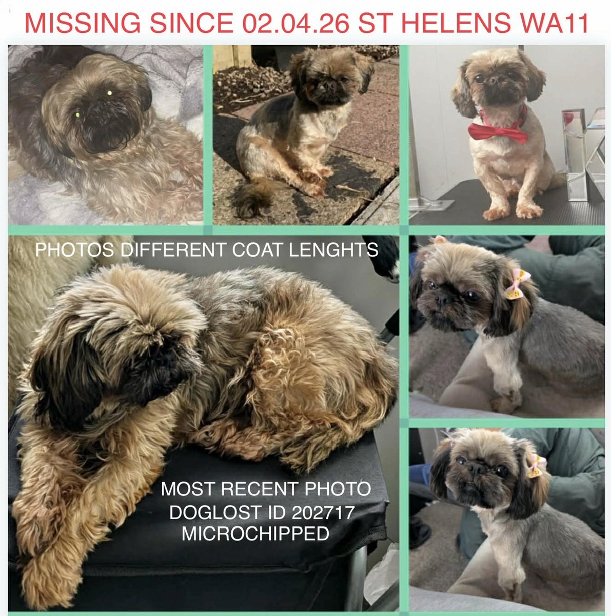 Missing Pets GB tweet media