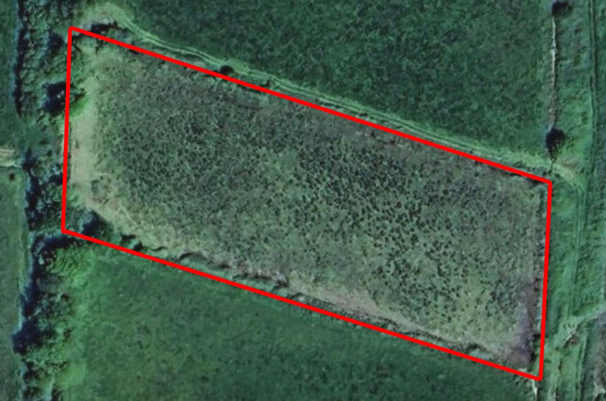 Plot 8 was removed from intensive dairy farming in 2025 &amp; on the 27th of March 2026 we planted the first batch of 500 carefully selected saplings on this site.

We created glades too withing the 4 acre site. 🐝🐞🦊🐦🐸🦋🐍🦡🦔🌳