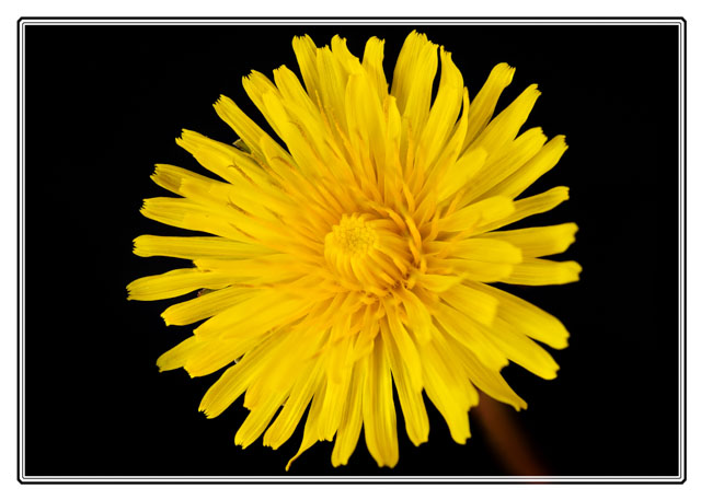 photos_dsmith's tweet image. #Dandelion #flowers are often considered a weed in #gardens across the #world but they add #colour and vital #nectar for #insects Shot using @SigmaImagingUK #lenses in a #Cheshire #garden. See more #flowerphotography #macrophotography #images at darrensmith.org.uk #Macro