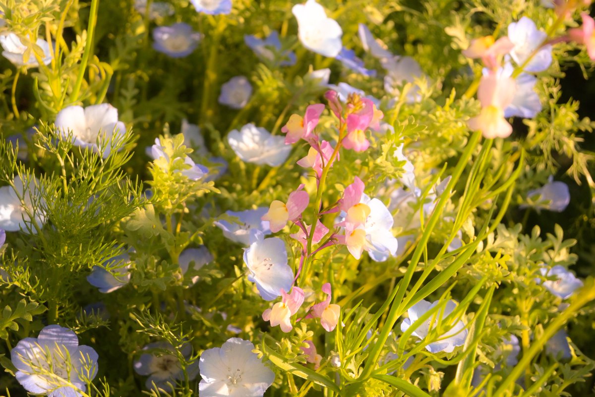 NANA@垢凍●しました tweet media