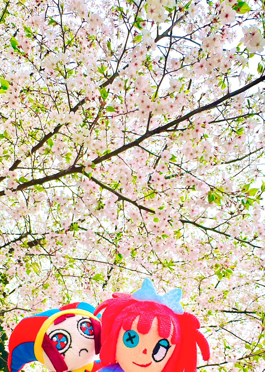 yawaraka_meteor's tweet photo. 🌸🌸 https://t.co/YEYpzl4vOC