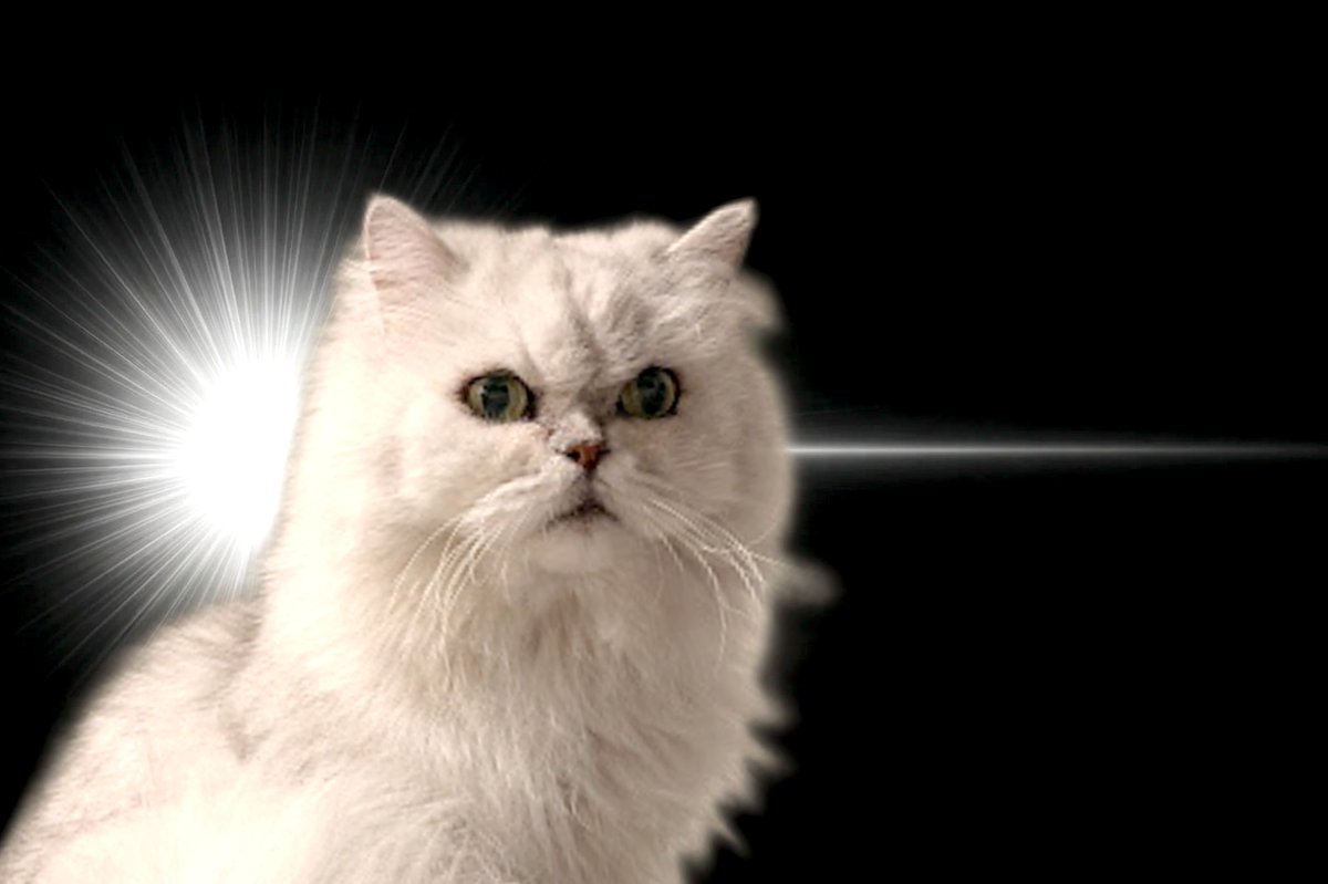 実はなにも閃いていない猫　#InspirationCat