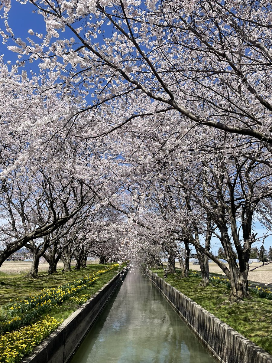 弥彦村の用水路沿いの桜並木🌸
見頃の桜と菜の花のコントラストがとてもきれいで、春を感じる一日でした😊

#桜
#桜並木
#菜の花
#弥彦村
#新潟