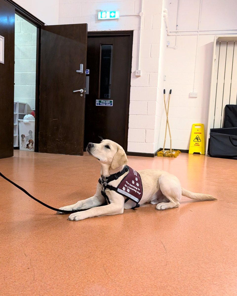 Hearing Dogs for Deaf People tweet media