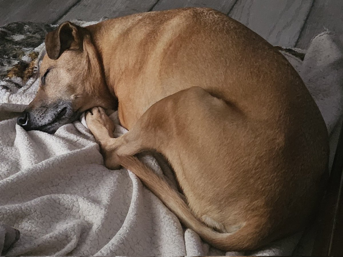 Please pray for my Bryson!! 🙏🐕 He is not doing well and my heart is breaking 💔 😢 My sweet boy!