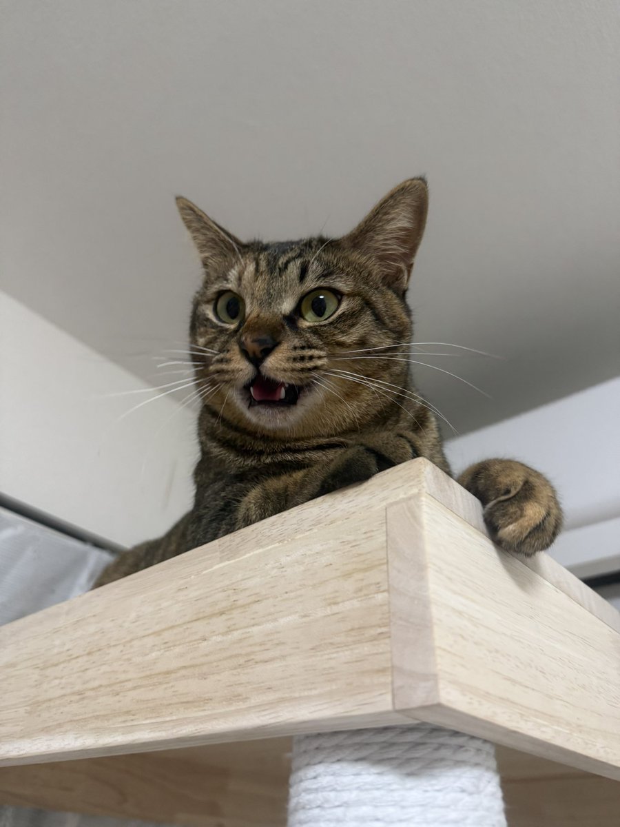 石田綾音💤 tweet media