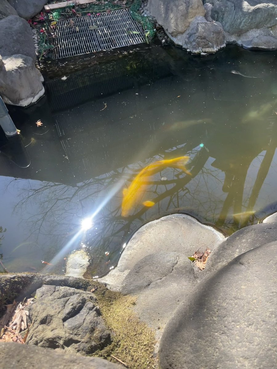 宝歩のポノ tweet media