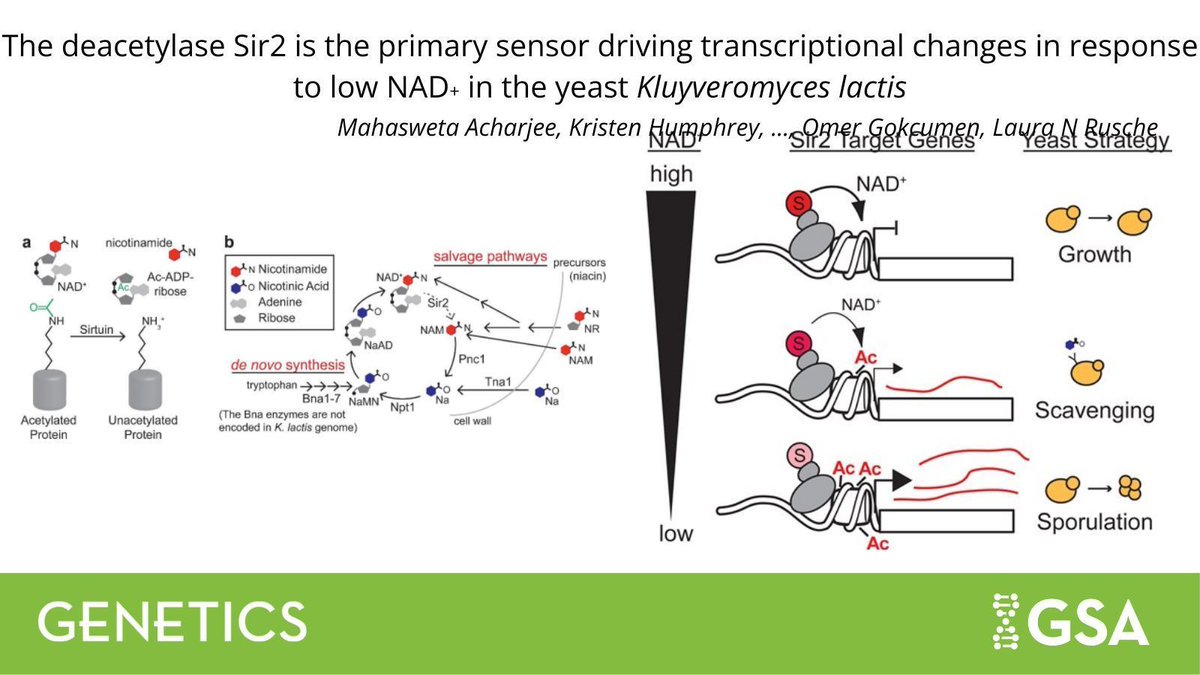 Genetics Society of America tweet media