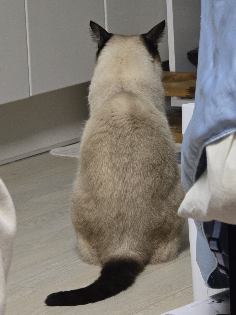 앵알이 tweet media