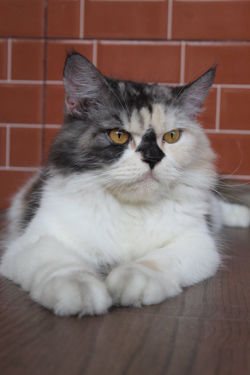 naii'📖 tweet media