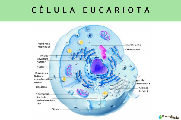 NimasNimenosFGM tweet media