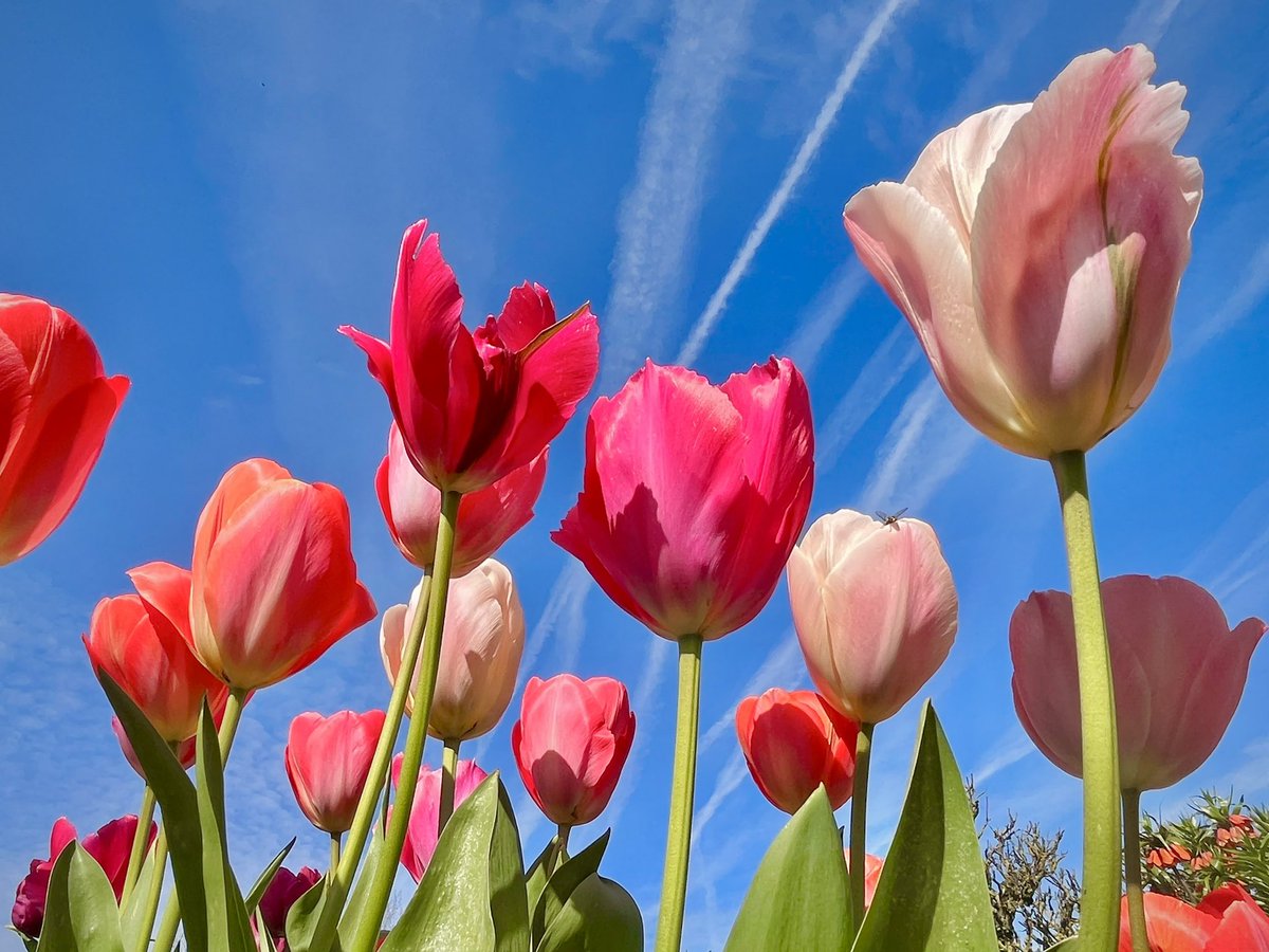 WalkingTractor tweet media