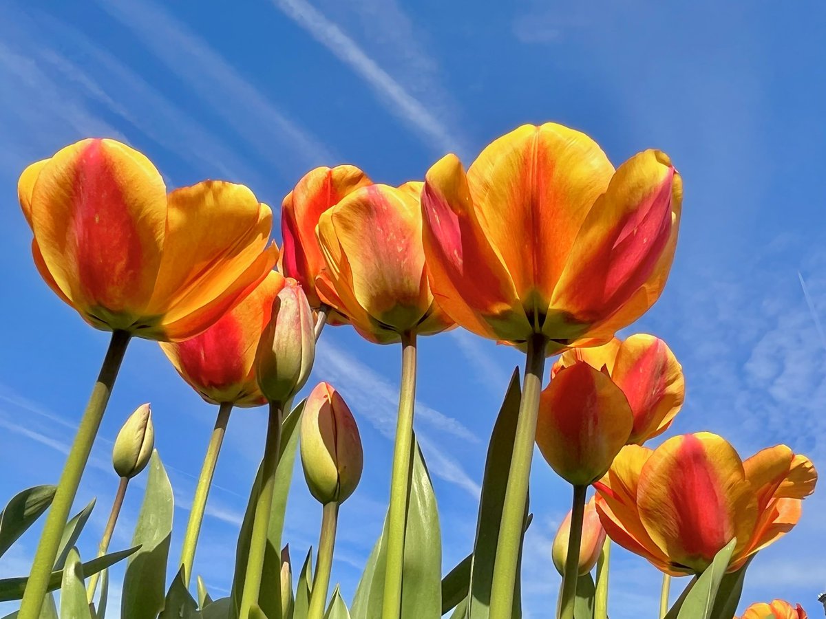 WalkingTractor tweet media