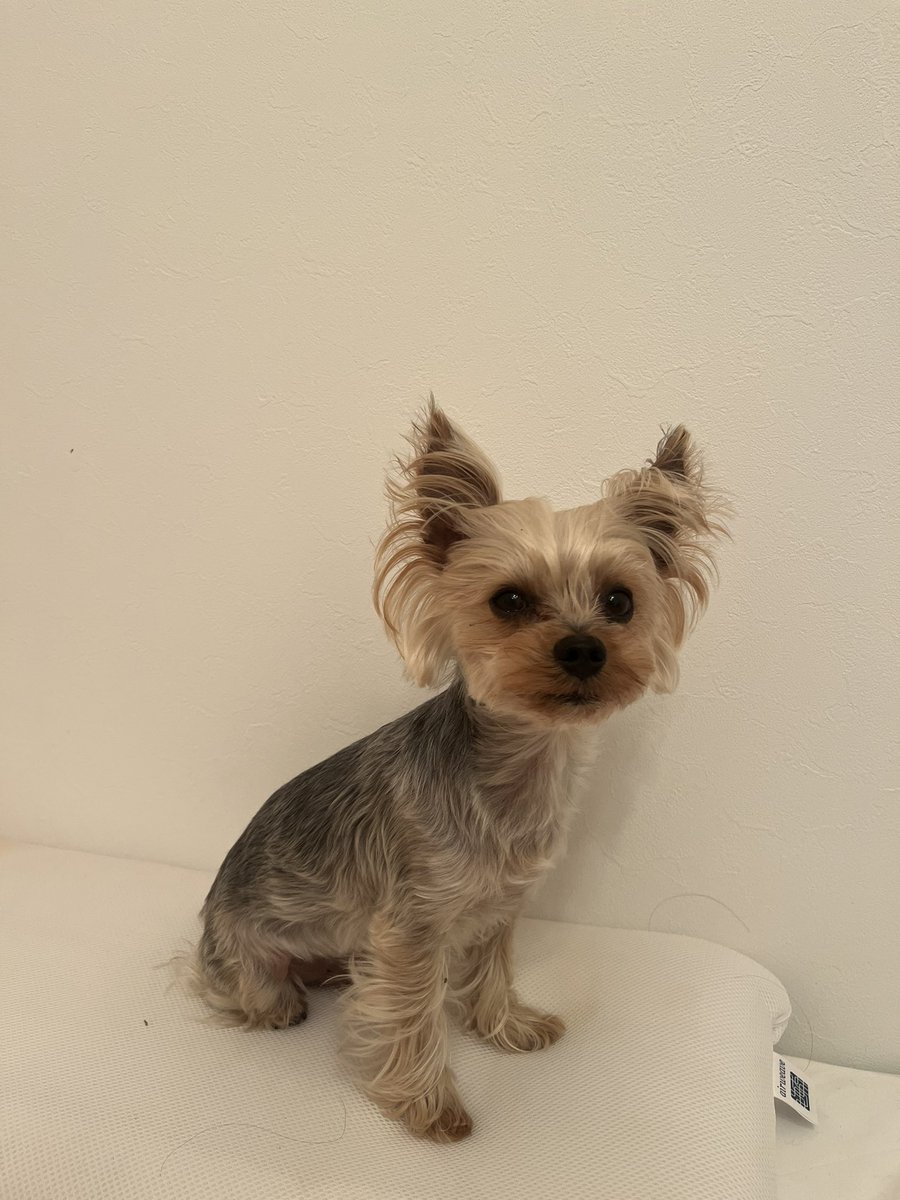 umi もふもふ隊 tweet media