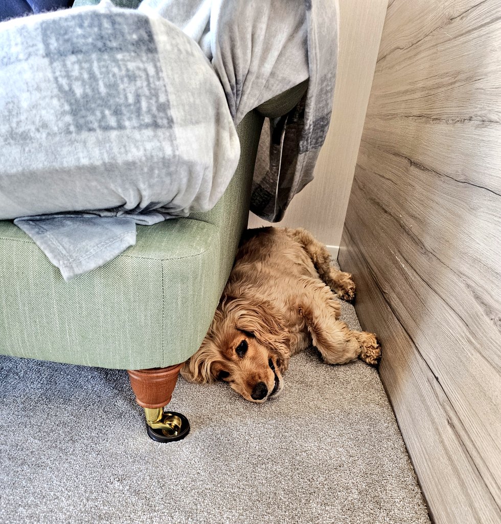 BonnieBess6's tweet image. Thank you my lovely frens for all the wonderful birthday wishes. Now I've reached the great age of 4 I'm taking things a bit easier with lots of naps and hopefully, if I can persuade the hoos, extra snacks #takingiteasy