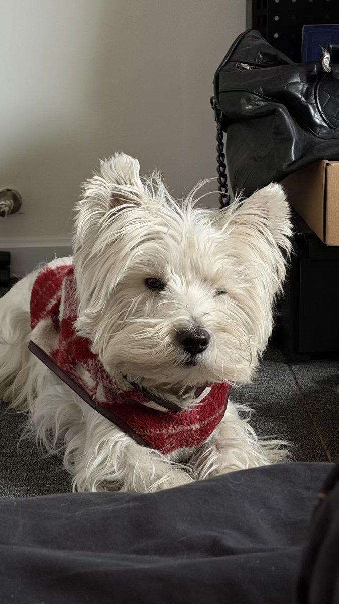 Cream ྀི tweet media