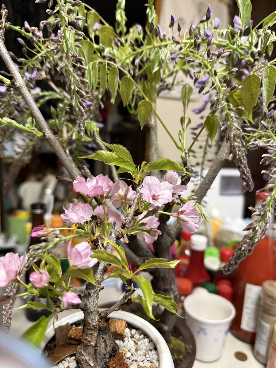 神代圭（黒） tweet media