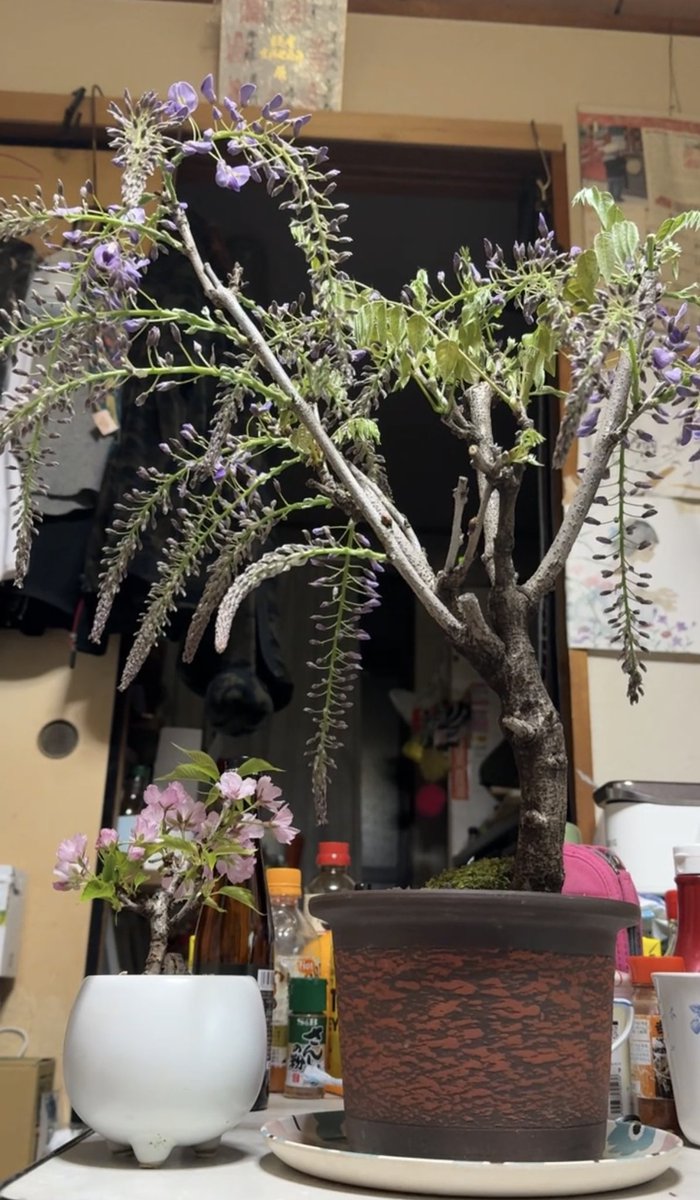 神代圭（黒） tweet media