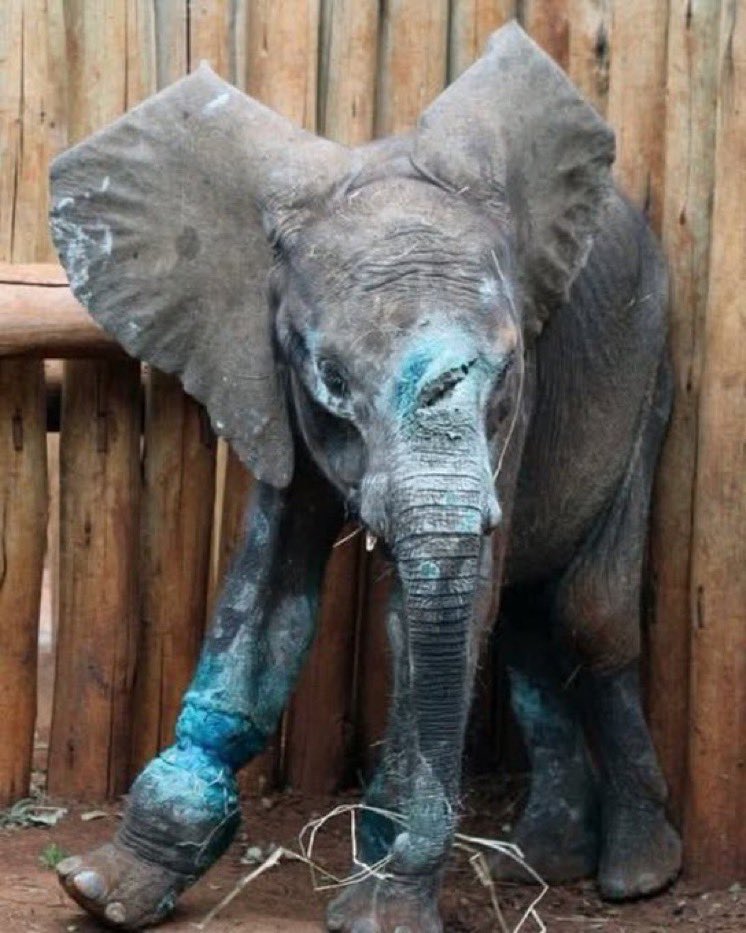 PROTECT ALL WILDLIFE tweet media